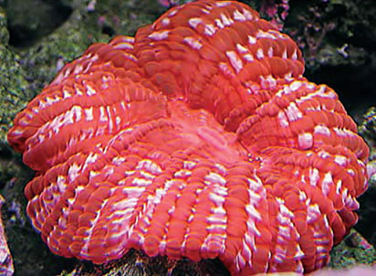 Button Brain Coral
