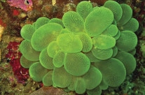 Cats Eye Bubble Coral