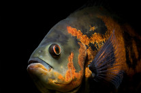 Oscar Fish