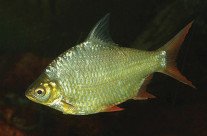 Red Tailed Tinfoil Barb