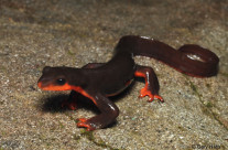 Red Belly Salamander